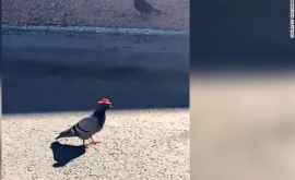 În Las Vegas au fost văzuți porumbei cu pălării de cowboy VIDEO