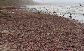 Plajă din California invadată de mii de creaturi stranii 