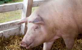 Африканская чума свиней сделала китайского фермера миллиардером