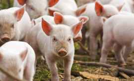 В Болгарии забьют тысячи свиней изза вспышки африканской чумы