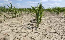 Date îngrijorătoare privind seceta după anul 2000 pînă în prezent Planul autorităţilor