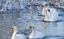 Редкое явление Несколько лебедей решили перезимовать в Молдове ВИДЕО