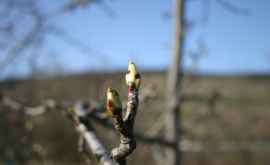 Весна в разгар зимы последствия для деревьев ФОТО 