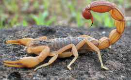 Experți Scorpionul primul animal terestru de pe Pămînt