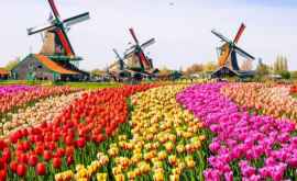 В Амстердаме открыли очередной сезон тюльпанов