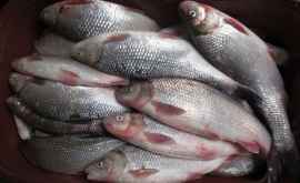 Тромбицкий В Кишиневе на рынках продают краснокнижную рыбу ФОТО