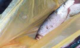 НАБПП подтверждает Рыба занесенная в Красную книгу продается в Кишиневе по 50 леевкг