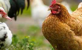 Importul cărnii de pasăre din Vinniţa interzisă în Republica Moldova