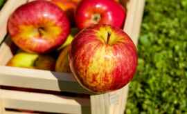 Молдова и Украина лидеры по темпам роста цен на яблоки 