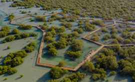 În Abu Dhabi a fost deschis un parc de mangrove 