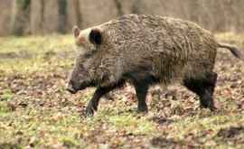 В Фалештах подтвердилась вспышка африканской чумы свиней