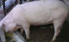 Чума свиней в Хынчештах 21 свинья уничтожена