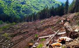 Экологи и суд Германии приостановили вырубку 92 га леса под фабрику Tesla 