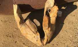 Maxilarul unui mamut preistoric descoperit întro carieră din Slobozia