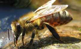 În California o stradă închisă din cauza unui roi de albineucigaşe