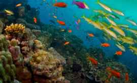 Предложен план спасения вымирающих морских животных