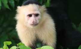 O maimuță albă ca omătul vedeta unei grădini zoologice din Praga VIDEO
