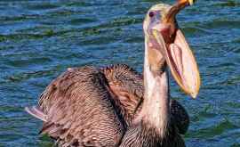 Флорида Голодный пеликан проглотил мобильный телефон