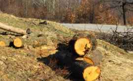 Незаконными вырубками уничтожен целый лес в Новоаненском районе