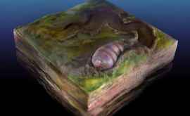 В Австралии обнаружили доисторического червя который может быть ранним предком человека