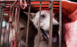 Primul oraș din China care interzice consumul de cîini și de pisici