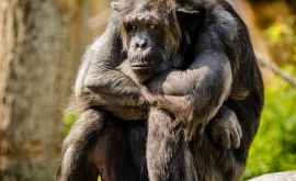 Животные зоопарков скучают по общению с людьми ФОТО