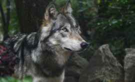 Серый волк впервые за 100 лет замечен на севере Франции ФОТО