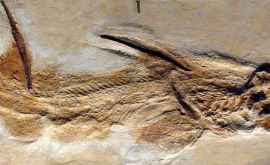 Un rechinadolescent gigant din epoca dinozaurilor a fost identificat după rămășițele vertebrelor