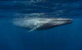 Морские биологи выяснили почему киты питаются на поверхности