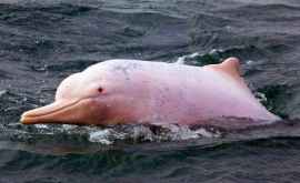 Рыбаки заметили в Сиамском заливе розовых дельфинов