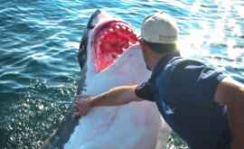 Un pescar a salvat un rechin alb el nici nu șia imaginat că acesta îi va mulțumi așa