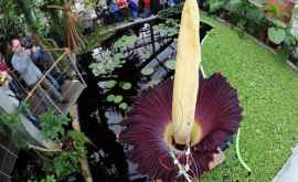 В Бельгии расцвел самый большой в мире цветок