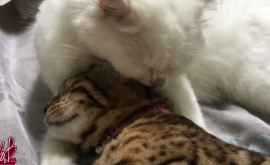 Două pisici își dispută teritoriul în casă în timp ce stăpâna lor prezintă o emisiune în direct VIDEO