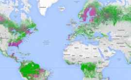 Google a lansat o hartă a pădurilor lumii Global Forest Watch