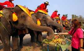 Elefanții riscă să moară de foame în Thailanda