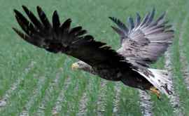 Un vultur considerat a fi o specie dispărută a reapărut pe cerul Marii Britanii