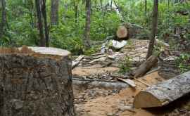 Были выявлены нарушения в результате проверок НЦБК и СИБ на пяти лесных предприятиях