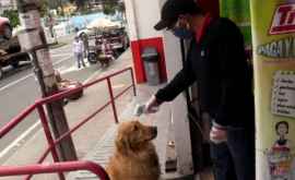 Четвероногий помощник в Эквадоре собака ходит за покупками в магазин