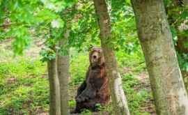 La Grădina Zoologică din Chișinău sau întîlnit urșii Mașa și Vorciun VIDEO