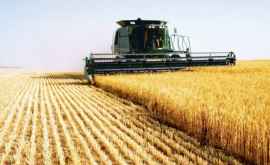 Министерство сельского хозяйства прогнозирует урожай пшеницы до 600 тыс тонн