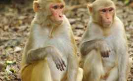Zeci de maimuţe au fugit de la o grădină zoologică din Japonia