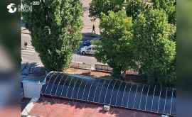 Copacii seculari de la Botanica prizonierii tarabelor vechi Ce spun autoritățile