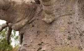 Un baobab din Senegal este cel mai bătrîn copac de pe planetă El are 6000 de ani