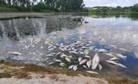 Сотни мертвых рыб плавают на поверхности воды в реке Куболта в Молдове