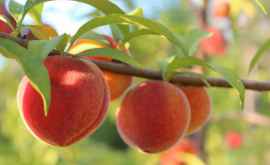 Ученые разработали енос который определяет зрелость персиков