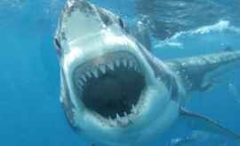 Doi adolescenți din Australia șiau filmat întîlnirea periculoasă cu un rechin