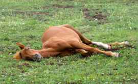 69 de cai răpuși de fulger întro localitate din Kazahstan