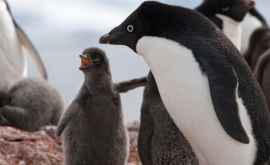 Глобальное потепление делает антарктических пингвинов счастливее