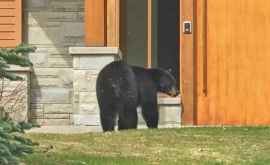 SUA Un urs a dat buzna întro locuinţă Cum au reacţionat proprietarii