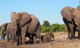 Сотни слонов погибли в Африке